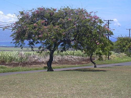 Cassia javanica